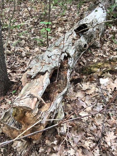 The image depicts a fallen, decaying log in a wooded area. The log is light gray and appears to be rotting, with sections of bark missing and holes exposing the interior wood. The ground around the log is covered in a thick layer of dry, brown leaves and small twigs. Some sparse green vegetation, including small ferns and possibly evergreen sprigs, can be seen growing among the leaves and around the log. Several thin, bare branches are scattered across the scene, some resting on the log. The overall impression is of a natural forest floor, likely in autumn or early spring given the presence of dry leaves and bare branches. The lighting suggests it is daytime, with the sun filtering through an unseen canopy, creating dappled light and shadow. No people or animals are visible, and no text is present in the image. The scene is consistent with a natural setting in Barrie, Canada.