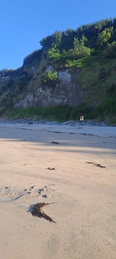 The image depicts a serene beach scene with a gentle slope leading down from a vegetated cliff face to a sandy expanse. The sky is a clear, vibrant blue, suggesting fair weather. The cliff is covered in a mix of trees and grass, with exposed earth and rock visible in sections. At the base of the cliff, a small, yellow lifebuoy station is mounted on a pole, a sign of coastal safety measures. The beach itself is composed of light-colored sand, with scattered pieces of seaweed and debris. Footprints are visible in the sand, indicating recent human presence. The overall impression is one of natural beauty and tranquility, with a subtle hint of human activity.