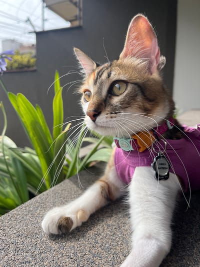 A cat, wearing a purple harness and tag, lies on a textured gray surface. The cat has tabby markings on its head and white fur on its chest and paws. A plant with green leaves is visible in the background. The location is Santiago de Surco, Peru, based on the metadata "AMBER V44788564".