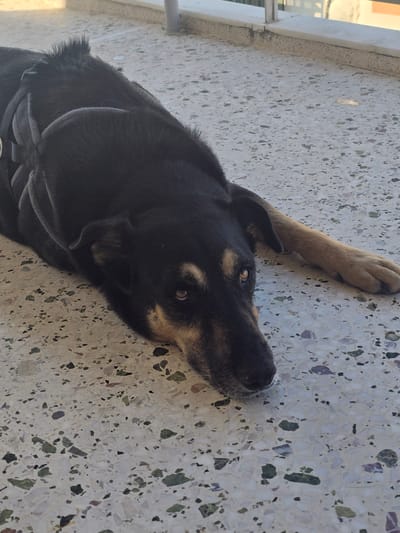 A black and tan dog is lying on a speckled terrazzo floor, with its body mostly in view. The dog is wearing a dark harness with silver accents. Its head is turned towards the viewer, with its brown eyes open and looking forward. One of its front paws is extended to the right. The background shows a white railing and a building. The scene appears to be an outdoor balcony or patio, likely located in Agii Anargiri, Greece, based on the context provided. The lighting suggests it is daytime.