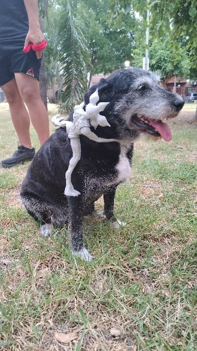 A black and white dog sits on grass with its tongue out. The dog has a white garland around its neck. A person wearing black shorts and sneakers stands next to the dog. Trees and a building are visible in the background. The scene appears to be outdoors on a sunny day.