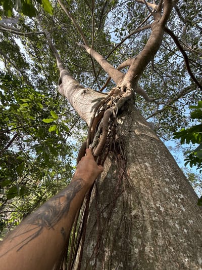 Viewed from below, a large tree dominates the frame. A person's forearm with a tattoo is visible in the lower right of the image. The person's index finger is extended, seemingly pointing at the tree. The tree has thick branches, some covered in aerial roots. Leaves fill the gaps between the branches. A patch of sky is visible through the foliage. The photograph was taken in Moo 4, Thailand.
