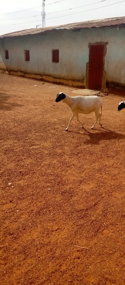 The image portrays an outdoor scene in Kasuwan Magani, Nigeria, under clear daylight. The foreground and midground consist of dry, reddish-brown granular earth with scattered small stones and minor debris. A white-bodied sheep with a distinct black head and ears is prominently featured in the midground, captured in a walking gait from left to right, casting a shadow to its right. The head of a second sheep, also black, is partially visible at the far right edge of the frame. In the background, a single-story building is present, featuring light blue-green painted walls and a weathered, rusted corrugated metal roof. The building exhibits a darker, possibly stained, horizontal band along its lower section. Visible elements of the building include three rectangular windows with closed brown shutters on the left side and a single red-brown wooden door on the right side. Above the building, against a light sky, a telecommunication mast and overhead power lines are discernable. No human subjects are visible.