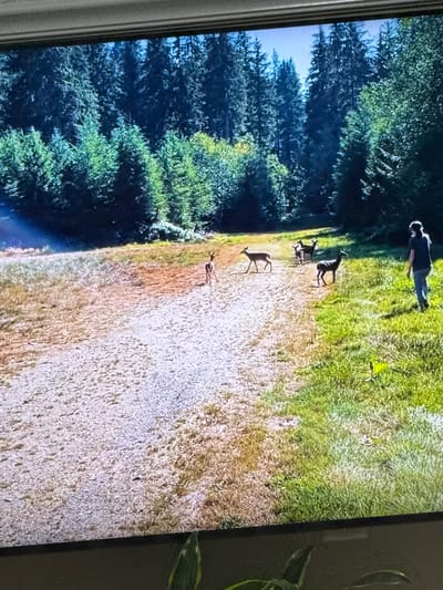 The image depicts a scenic view of a wooded area with a gravel path. There are several deer scattered throughout the scene, with one person standing in the grass on the right side of the image. The environment appears to be natural and tranquil, with a dense forest in the background and a mix of dry and green grass in the foreground. The lighting suggests it is daytime, with sunlight illuminating the scene. The specific location in Springboro, United States of America, is not identifiable from the visual information provided in the image.