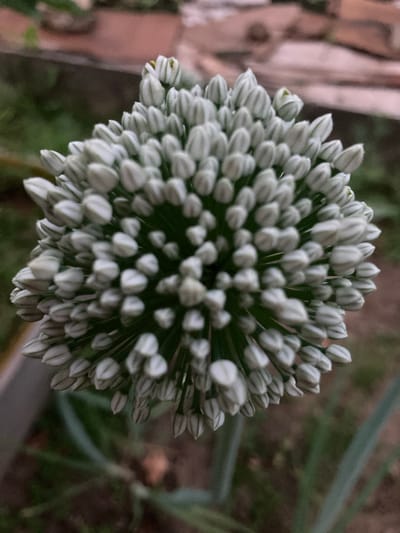 The image is a close-up, overhead view of a spherical cluster of white, unopened flower buds, likely an allium species such as an onion or garlic flower. The buds are tightly packed and point outwards from a central stem, creating a dense, textured surface. The background is out of focus and appears to be an outdoor setting, with muted green foliage and a brownish, textured surface that could be soil or a path. There are no people or discernable structures in the immediate vicinity. The image does not provide any visual cues to confirm its location within Міханавіцкі сельскі Савет, Belarus.