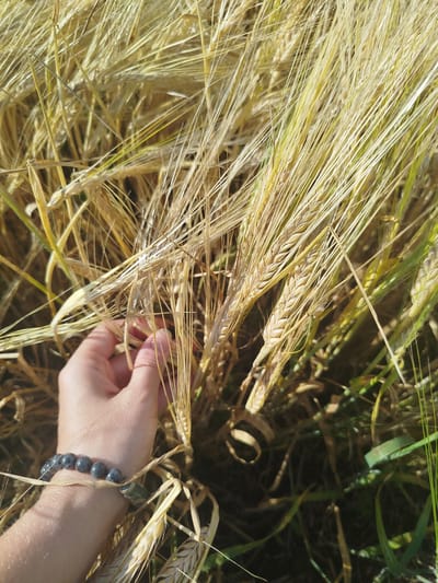 A hand with a grey beaded bracelet is shown reaching into a field of dry wheat stalks. The wheat stalks are golden and dry, indicating they are ready for harvest. The hand is gently touching some of the stalks, as if assessing their ripeness. The background is a blur of more wheat stalks and green grass, suggesting a rural setting in Novaya Zaimka, Russia, likely a farmland area or a field on the outskirts of the settlement. The lighting suggests it is daytime, possibly late afternoon, given the warm tones.