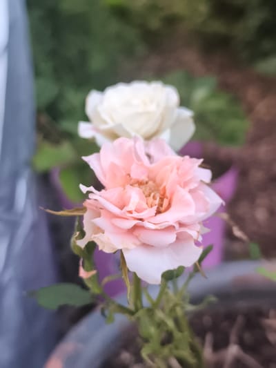 This is a close-up, out-of-focus photograph of two roses, one pink and one white, in a garden setting. The pink rose is in the foreground, with its petals slightly wilted and showing a textured center. The white rose is in the background, appearing softer and more delicate. The background is blurred, with hints of green foliage and brown earth. There is no identifiable location in the city of Eitorf, Germany, visible in the image. The photograph appears to be taken outdoors, likely in a domestic garden.