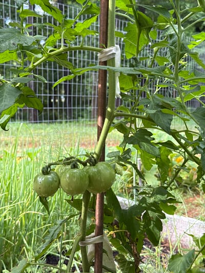 This media file features a close-up, vertically oriented shot of a tomato plant with several unripe, green tomatoes on the vine. The plant is supported by a horizontal wooden stake, which is secured by white ties. The background reveals a wire mesh fence, suggesting the plant might be in a garden or greenhouse. Beyond the fence, a blurred green landscape with some taller grassy plants is visible, hinting at an outdoor setting. The lighting and the presence of dew drops on the tomatoes and leaves suggest it is likely morning. There is no visible text in the image. The focus is on the natural growth of the plant and its developing fruit.