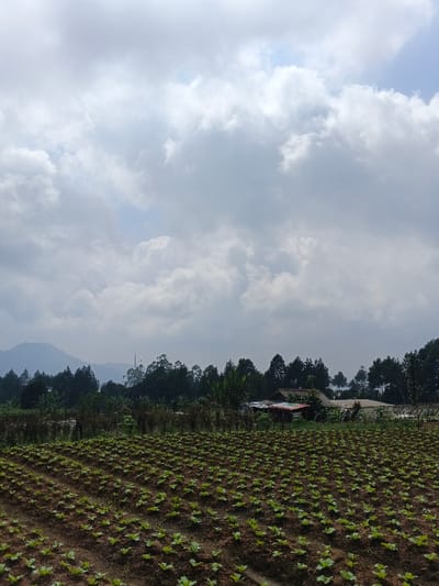 The image displays an agricultural landscape situated in the city of Nam Sa Lat, Myanmar. In the foreground, a field of meticulously arranged, small green leafy plants, likely young crops, extends across dark brown soil. The plants are organized in parallel rows. The midground features a dense line of various trees, including conifers, obscuring a distant view. Within this tree line, to the right, a structure with a visible gabled roof and a lower extension with a darker roof is present, suggesting a dwelling or farm building. A slender, dark vertical structure, possibly a utility pole or communication tower, rises above the trees on the left side of the midground. The background on the far left reveals a hazy range of blue-grey mountains. The sky occupies the upper two-thirds of the image, dominated by numerous large, white to light-grey cumulus clouds, with occasional glimpses of lighter blue sky. No individuals, specific actions, or interactions are discernible within the scene. The environment is rural and appears to be daytime under overcast conditions.