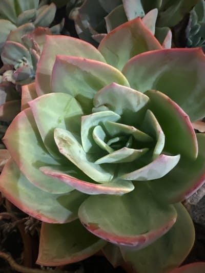 A close-up, overhead shot features a light green Echeveria succulent plant with pink-tipped leaves. The succulent is densely packed with layers of fleshy, waxy leaves that spiral outwards from the center. The lighting highlights the delicate texture of the leaves and casts subtle shadows, emphasizing the plant's rosette formation. The background is dark and out of focus, with hints of other similar plants. The scene is devoid of human presence and any context suggesting a specific location within Eshan Yi Autonomous County, China.