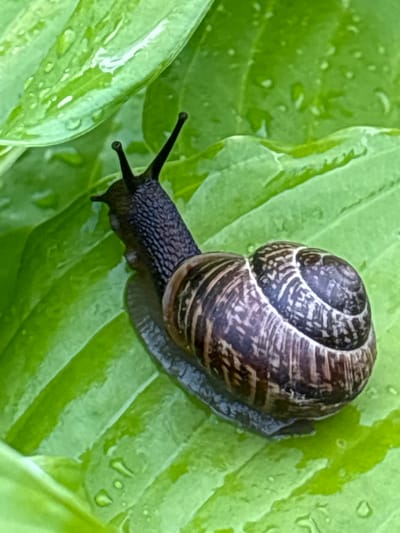 A close-up, high-angle shot shows a garden snail with a coiled, brown-and-white patterned shell crawling on a large, wet green leaf. The snail's dark grey, textured body is extended, with two black eye stalks visible at the front. The leaf's surface is smooth with prominent veins and dotted with small water droplets, suggesting recent rain or dew. The background is a blurred green, further emphasizing the snail and the leaf as the main subjects. The lighting appears natural, possibly indicating daytime. The scene is set outdoors, likely in a garden, given the presence of a snail and a leafy plant. There is no visible text in the image.