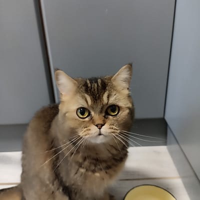 A close-up, eye-level shot shows a domestic cat with golden eyes and tabby markings. The cat is sitting on a light-colored floor, with its body angled towards the left of the frame, while its head faces forward. Its ears are pointed and upright, and long white whiskers extend outwards. In the lower right corner, a portion of a yellow bowl is visible. The background consists of plain, gray vertical surfaces, suggesting an indoor setting, potentially a home. The image does not contain any elements that would allow for the identification of its location within the city of Chekhov-2, Russia.