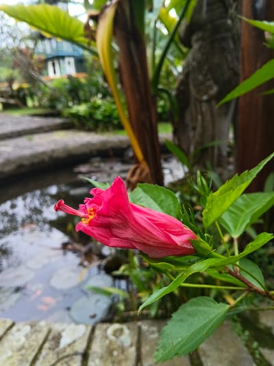 A vibrant pink hibiscus flower, partially unfurled, occupies the foreground, displaying a prominent red pistil with yellow anthers. The flower is attached to a stem with multiple green leaves. To its immediate left, a calm body of water, appearing to be a pond or decorative pool, features several floating circular lily pads. A rough-hewn stone border or pathway edge runs along the lower left of the water. In the midground, a large, dark brown plant stalk or tree trunk is visible behind the flower, and further back, a weathered grey stone statue of a humanoid figure is partially obscured by dense green foliage. The distant background reveals a light-colored building with a blue roof and white window frames, set amidst extensive green vegetation. The scene depicts a garden environment under ambient light conditions in Trairão, Brazil. No individuals are present.