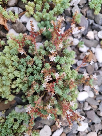 A close-up, overhead shot captures a small, succulent plant with clusters of tiny, star-shaped white flowers and delicate green foliage, interspersed with thin, reddish stems. The plant is growing amidst a bed of various sized gray, white, and brown stones, giving it a rocky, garden-like appearance. The scene is outdoors, with no discernible human presence or activity. The location is described as Beglatoy, Russia.