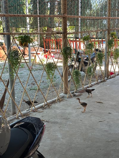 In Vĩnh Hải, Vietnam, a concrete pathway borders a yard covered in gravel and dried leaves. A fence constructed from bamboo poles and netting encloses the area, with potted plants hanging from the bamboo structure. Several chickens are present: one adult chicken stands near the fence, and two younger chicks are walking on the pathway. In the background, a motorcycle is visible behind the fence. The foreground shows a portion of a black motorcycle. The scene is bathed in sunlight.