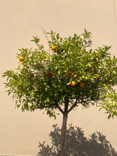 In Cancelada, Spain, a small citrus tree with bright green leaves and several ripe oranges stands against a light beige wall. The tree is centered in the frame, its branches extending outwards, casting a dappled shadow on the wall and the ground below. The sunlight highlights the texture of the leaves and the roundness of the oranges. The wall appears to be made of stucco or concrete, with some subtle imperfections visible. The overall scene conveys a sense of warmth and natural bounty.