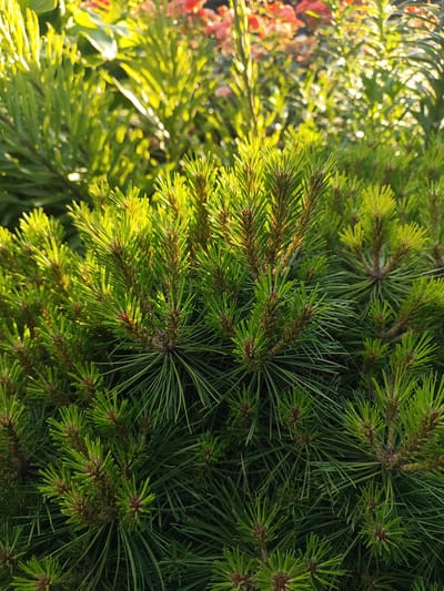 The image shows a close-up view of dense evergreen foliage, likely pine needles, with a blurred background of green leaves and some reddish-orange blooms. The foreground is dominated by vibrant green pine branches and needles, illuminated by the sun, creating a dappled effect. The needles are long and thin, growing in clusters from the branches. Some new growth appears lighter green and more delicate. The background is out of focus, suggesting a garden setting. There are no people or animals visible in the image. The location in Zlatopil, Ukraine is not discernible from the visual information alone.