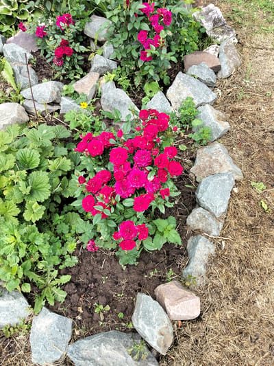 In Pol'tso, Russia, a garden bed features vibrant pink roses and green foliage, bordered by grey and tan stones. The ground is covered with dry grass and dark soil. No people are present in the image.