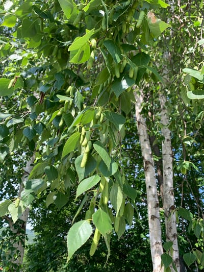 The image shows a close-up view of a birch tree with green leaves and catkins. Several light green, elongated catkins hang down from the branches, interspersed with the tree's distinctive white bark. The background is blurred, but suggests a wooded area with other trees and foliage. The lighting indicates it is daytime, likely with bright sunshine casting shadows. There are no people or animals visible in the frame. The scene appears to be an outdoor, natural environment, possibly a park or forest, without any indication of an urban setting within Kavalerovo, Russia.