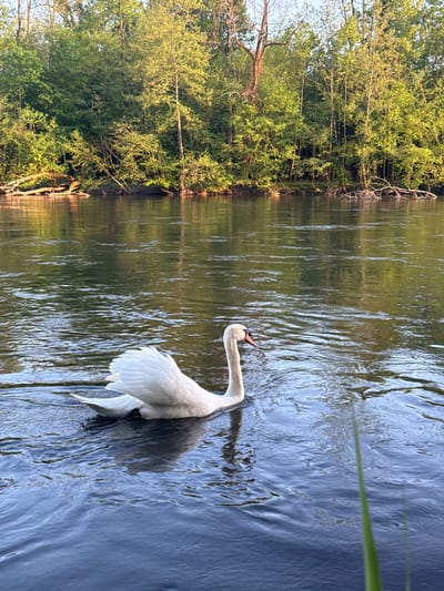 The image shows a mute swan in a body of water, likely a river or canal, with trees lining the left bank. The location is likely in La Wantzenau, France. The swan is white with a long, curved neck and is swimming in the water. The water is rippled and reflects the trees on the bank. The trees are green and leafy. A single tall blade of grass is visible on the right edge of the image.