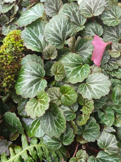 The scene displays a dense botanical groundcover, predominantly featuring numerous small, rounded leaves with dark green bases and striking silvery-white or pale green variegation along their venation. Many of these leaves exhibit slightly scalloped edges and a textured surface. In the upper-left quadrant, a compact patch of bright green, clustered moss is present. A single, detached, irregularly shaped pink leaf or petal rests on the variegated foliage in the upper-right section. Partially visible in the lower-left corner is a section of a fern frond, characterized by segmented green leaflets. No human or animal subjects are present, and no actions or interactions are depicted. The environment is natural and vegetative. This scene is located in the city of Munyati, Zimbabwe.