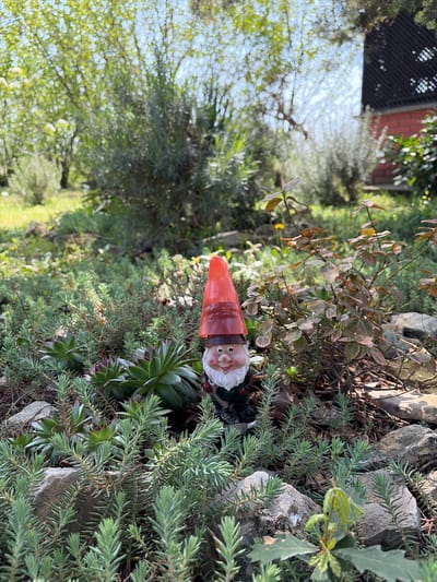 A garden gnome with a red pointed hat, a white beard, and a slightly surprised expression is situated among various plants and rocks. The gnome is positioned horizontally within the frame, its head facing towards the right side of the image. The surrounding foliage includes succulents and other types of greenery. The background shows trees and possible structures indicating that this is likely located in a garden or yard. Without additional landmarks, definitively placing this within the city of Topola Municipality, Serbia, is impossible based on this image alone.