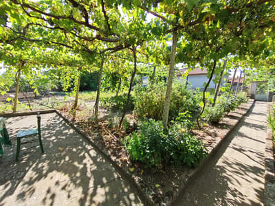 The image depicts a sunny outdoor scene in the village of Byal Izvor, Bulgaria. A garden area is visible, dominated by a grape arbor with lush green leaves and clusters of green grapes. The arbor is supported by wooden posts and a wooden frame. In the foreground, a concrete pathway and patio area are present, with shadows cast by the grape leaves and branches. A dark green wooden chair with a partially covered seat sits on the patio. Adjacent to the patio is a garden bed with various green plants and some dry leaves on the ground. In the background, a light-colored building with a red-tiled roof is visible, along with other greenery and a metal gate. The overall impression is one of a rural, well-maintained garden setting on a bright day.