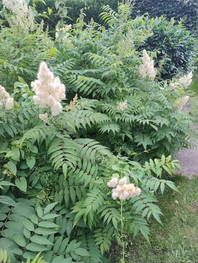 The image depicts a dense growth of a flowering plant with compound leaves and creamy white, feathery flower clusters. The foliage is a deep green, with the compound leaves being serrated along the edges. Several plumes of flowers are visible, some fully formed and others in earlier stages of development. The plants are situated outdoors, with a patch of green grass and a gravel path visible in the lower right corner of the frame. In the background, there is a dark green, dense hedge or shrubbery. The overall impression is of a lush, naturalistic planting, likely in a garden setting. There are no people or animals visible in the image. The lighting suggests it is daytime, with diffused light, possibly overcast. The scene is consistent with a garden in Uetersen, Germany, where such vegetation is common.