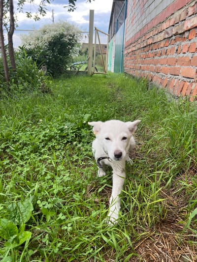 A young white dog with a black collar is walking through a grassy area next to a red brick building. The dog is facing the camera and appears to be the main subject of the image. The background shows a fence, some trees, and a cloudy sky. The overall scene is outdoors, likely in a residential or rural setting. The location is specified as Pivkino, Russia.
