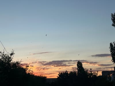 The image depicts a sunset over a city in Azov, Russia. Silhouetted trees and buildings frame the lower portion of the scene, with a clear, pale blue sky dominating the upper half. Several birds are visible in flight against the sky, some appearing as dark specks, others more distinctly shaped. The clouds are tinged with the warm hues of the setting sun, showing streaks of orange, pink, and purple. A utility wire runs diagonally from the upper left corner downwards. The overall impression is one of a tranquil evening in an urban environment.