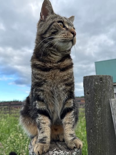 A tabby cat sits on a weathered wooden post in a grassy field, with a cloudy sky overhead. The cat, facing right, has striped fur and alert yellow eyes. In the background, out of focus, are trees, a fence, and a green building. The location is likely rural, consistent with a village setting. The weather appears overcast.