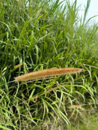 The image shows a close-up of a fluffy, brown seed head of a grass plant in Kebunbaru, Indonesia. The seed head is positioned horizontally in the center of the frame, with its fine hairs clearly visible. Behind the seed head, a dense field of green grass stretches into the background, creating a soft bokeh effect. The lighting suggests an overcast day, with diffused light illuminating the scene. There are no people or animals visible in the image. The environment is natural and appears to be a grassy area.