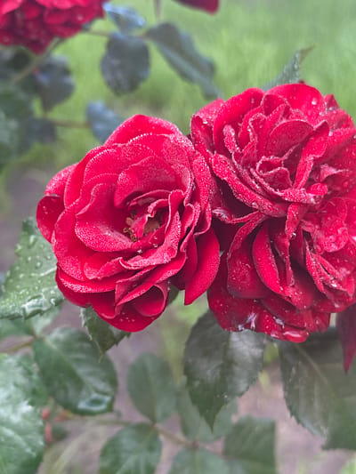 The image shows a close-up of two red roses with dew drops on their petals. The roses are in bloom, with layered petals and visible stamens in the center of the left rose. The leaves of the rose bush are dark green and are also slightly wet. The background is blurred, showing more green foliage and hints of other red roses. The image appears to have been taken outdoors, likely in a garden, and has a soft, natural lighting. No people or specific Zvenyhorodka landmarks are visible in the image.