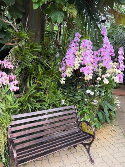 In Pong Yaeng, Thailand, a dark metal park bench is positioned in front of a lush display of orchids and foliage within a greenhouse or botanical garden. The bench, featuring a slatted seat and back, has ornate scrolled armrests. The bench sits on a patterned paver walkway. Behind the bench, a dense arrangement of green plants and vines forms a natural backdrop. Cascading pink and white orchids are prominently displayed, some in large clusters, with smaller white and purple orchids interspersed at lower levels. The lighting suggests an indoor environment, possibly with natural light filtering in. The overall scene evokes a tranquil and vibrant botanical setting.