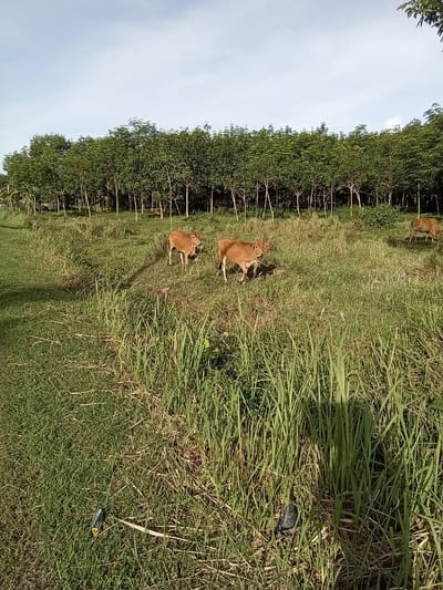 The scene, located in Ko Siboya, Thailand, depicts an open rural landscape under a daytime sky with scattered clouds. The background features a dense, uniformly planted forest of slender trees with vibrant green foliage, characteristic of a rubber tree plantation, stretching horizontally across the frame. In the mid-ground, an expansive field of varying green grass, including tall stalks, occupies the majority of the view.
Three light brown domestic bovines are present within the grassy field. Two cows are visible in the left-center portion of the image, appearing to walk from left to right. The cow closer to the camera has a rope tether visible around its neck. A third cow is partially discernible in the far right mid-ground, further back within the field.
The foreground consists of dense, tall green grass interspersed with drier patches. Direct sunlight from the left casts distinct, elongated shadows across the grassy terrain. Two pieces of discarded human-made objects are identifiable in the foreground: a blue and yellow item, possibly plastic packaging, is visible in the lower-left corner partially obscured by grass, and a dark, amorphous object, potentially a crumpled plastic bag or bottle, is located in the lower-right, largely hidden within the tall grass. No human figures are visible in the scene.