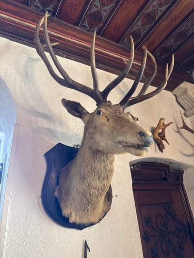A mounted deer head is affixed to a textured white wall in what appears to be a room within the city of Cochem, Germany. The head, with visible antlers, is mounted on a dark-colored wooden plaque. Above the deer head are additional mounted antlers. To the left, the side of a wooden wall with decorative panels is visible. A window or light fixture is below the deer head. An ornamental fixture is visible in the upper right of the frame.