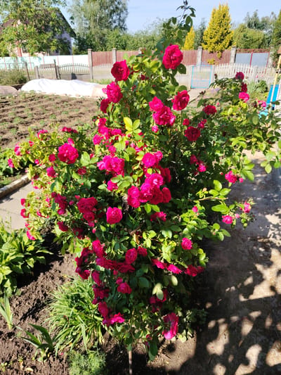 A vibrant bush of dark pink roses is the central focus of this outdoor scene, likely located in a backyard garden in the village of Verciaciškaŭski Sieĺski Savet, Belarus. The roses, in various stages of bloom from tightly budded to fully open, are abundant and densely packed on the branches, creating a lush display. The leaves are a healthy green. The rose bush is situated on a patch of dark soil, with some green foliage and ornamental grass visible at its base. To the left, a paved walkway is partially visible, lined with more green plants. In the background, a garden bed with rows of soil suggests recent planting or cultivation. Further back, a wooden fence, partially obscured by foliage, delineates the property. Beyond the fence, a house with a pink roof and green trees can be seen under a clear blue sky. The lighting suggests it is a sunny day, with dappled shadows from the rose bush falling on the paved area.