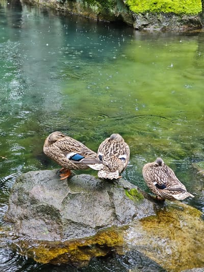 The image shows three ducks resting on rocks at the edge of a body of water, possibly in a park or garden. The water is green, suggesting algae or plant life. The rocks are also covered in moss. The ducks appear to be preening or resting with their heads tucked into their feathers. The location is unspecified, but given the prompt it is possibly within the city of Алупкинский городской совет, Ukraine.