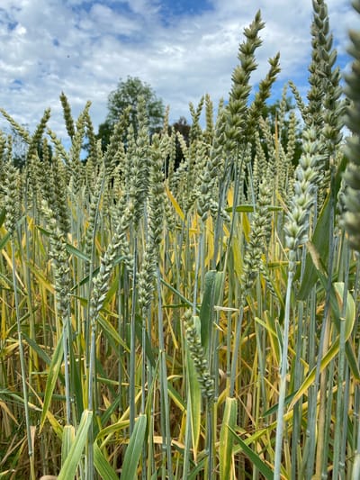 A low-angle, close-up shot captures a field of ripening wheat stalks under a partly cloudy blue sky. The wheat is in various stages of development, with some stalks showing green, immature heads, and others beginning to turn golden. The stalks are dense and fill the frame, creating a textured foreground. In the background, a few trees and a distant treeline are visible, suggesting a rural or park-like setting. The overall impression is one of natural growth and the agricultural landscape of Sachsenheim, Germany.