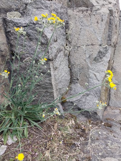 A close-up, eye-level shot captures a cluster of delicate yellow wildflowers growing against a rough, grey rock face. The flowers, some in full bloom and others as buds, are supported by thin, green stems. The rock itself appears weathered and mottled with patches of lichen. The surrounding ground is covered in dry grass and small pebbles. The scene is likely located outdoors, possibly in a natural or semi-natural environment, within the city of Liubymivka, Ukraine. No people or animals are visible in the image.