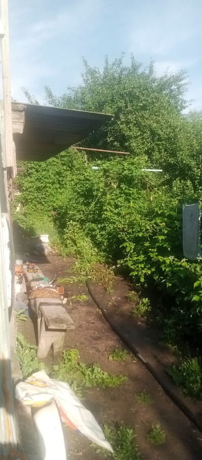 The image depicts an outdoor scene, likely in a rural or semi-rural area, possibly a backyard or a communal garden space in the village of Marinovka, Kazakhstan. The setting is characterized by lush green foliage, dense bushes, and trees under a bright, clear sky with some wispy clouds.

In the foreground, there is a wooden bench with various objects placed on it, including what appears to be tools and a patterned cushion. To the left of the bench, partially obscured by the frame, is a section of a building or structure with wooden siding. Nearby, there's a large white bag or tarp, and some scattered green vegetation.

The middle ground features a pathway or dirt area with a black hose lying on the ground. This area is bordered by the dense green bushes.

In the background, the dense vegetation continues, with the tops of trees and bushes reaching towards the sky. There are some horizontal metal bars visible amidst the foliage, suggesting some sort of support structure or possibly remnants of an old fence or trellis. The overall impression is one of a somewhat overgrown, utilitarian outdoor space, possibly used for gardening or storage. There are no people visible in the image.