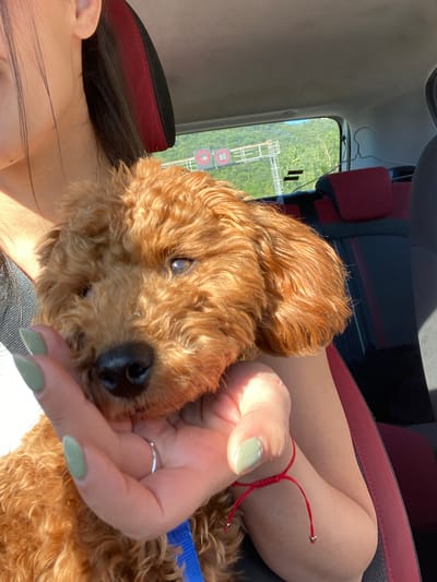 A close-up shot depicts a light brown poodle cradled in a person's hand inside a car. The person's hand, adorned with light green nail polish and a silver ring, gently cups the dog's head. A red string bracelet is visible on the person's wrist. Part of the person's hair and face are visible on the left side of the frame. The car's interior includes red and black seat upholstery. Through the car window, a blurred landscape is visible, featuring an "80" sign and a bridge-like structure, suggesting a location near the city of Sotonići, Montenegro where these signs are present.
