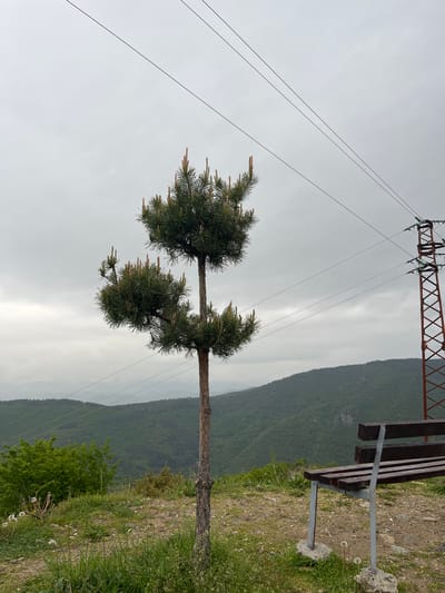 The image depicts a landscape scene in Leshten, Bulgaria. A young, two-tiered pine tree stands prominently in the foreground. Overhead power lines stretch across the sky to a metal tower structure. To the right, a wooden bench sits along the edge of a grassy hillside. In the background, a mountain range extends horizontally. The sky is overcast with gray clouds.
