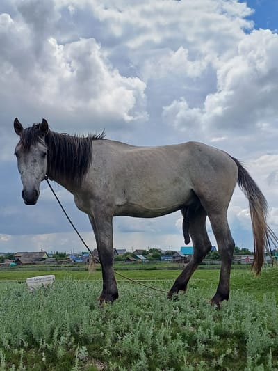 A grey horse stands in a grassy field in Nigamatovo, Russia. The horse is facing left, with its head turned towards the camera. It is tethered by a rope to a stake in the ground. The horse has a dark mane and tail. In the background, there are several houses and trees. The sky is cloudy.