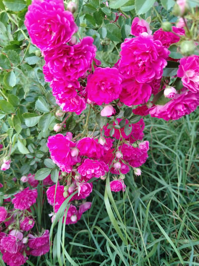 This media file features a close-up view of a bush laden with vibrant pink roses. The roses are in various stages of bloom, from tight buds to fully opened, multi-petaled flowers. The foliage is a rich green, interspersed with the bright pink of the blooms. Some rose buds are a lighter pink, with hints of white. The background consists of tall, green grass, suggesting an outdoor setting. The lighting appears soft, indicating it might be early morning or late afternoon, and the weather seems calm, with no strong shadows. The overall impression is one of natural beauty and abundance. No people or text are visible in the image. The location context suggests this scene is from the Znamenski Rural Council in Belarus.