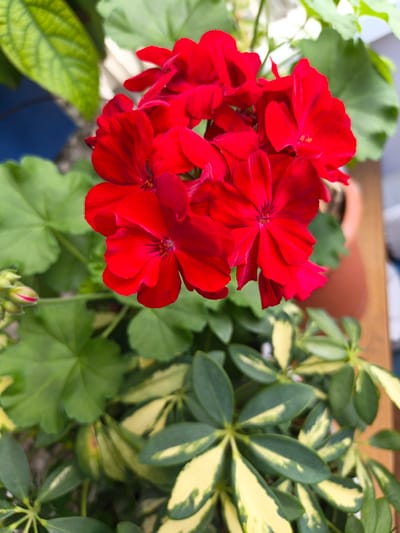 The image displays a cluster of vibrant red geranium flowers in full bloom. The flowers are the central focus, with their petals unfurling and revealing their delicate structure. Surrounding the red blooms are lush green leaves, some of which are larger and more spread out, providing a backdrop. In the lower portion of the image, a different plant with variegated green and yellow leaves is visible. The scene appears to be an outdoor setting, possibly a garden or balcony, with a glimpse of a terracotta pot. The lighting suggests it is daytime. There are no people or animals present in the image. The image does not contain any information that could be used to determine its location in the city of Irbit, Russia.