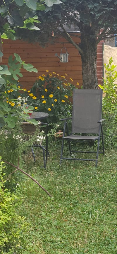 This is a medium shot of a backyard scene in Hévíz, Hungary, likely taken on a sunny day. The image is oriented vertically, showing a lush garden area with a wooden fence as a backdrop.
In the foreground, on the left, large green fig leaves are prominent. To the right of the fig leaves and against the wooden fence, a bush with numerous small yellow flowers is in bloom. A vintage metal watering can hangs on the fence. Further right, there are two dark-colored metal chairs, one of which is partially obscured by the foliage. One chair appears to be an outdoor lounge chair with a mesh seat and back. Beside the chairs, there are some white flowers. In the middle ground, a large tree with a substantial trunk extends horizontally across the frame, casting shadows. The tree's branches reach over the wooden fence and into the garden.
The background consists of a grassy lawn with some scattered white flowers and other greenery. A reddish-brown tiled roof is visible at the very top of the image, suggesting a house or other structure. The overall impression is a relaxed, overgrown garden setting, typical of a residential backyard in a warmer climate. There is no text visible in the image.