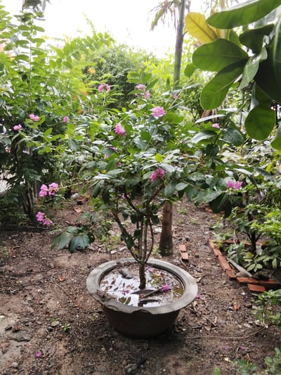 A medium shot captures a small, flowering tree in a large planter outdoors in Phú Sơn, Vietnam. The tree, with its branches laden with small pink flowers and green leaves, is situated in the center of a weathered, gray planter. The planter is filled with water, reflecting the surrounding greenery and the overcast sky. The ground around the planter is covered in dirt, small pebbles, and fallen leaves. A border of red bricks lines a path to the right of the planter, partially obscured by dense foliage. In the background, a variety of plants and trees create a lush, green environment. The overall scene is one of a tranquil, natural setting within an urban or suburban landscape.