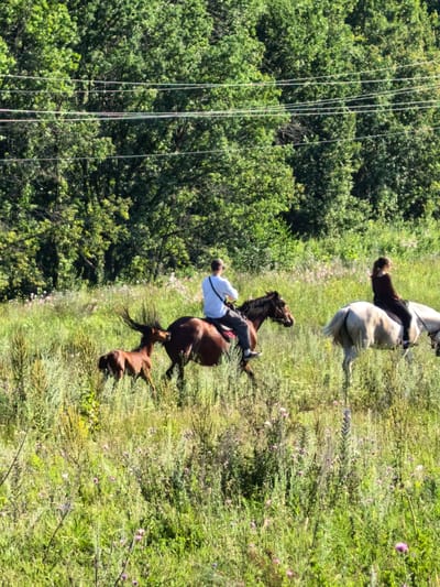 This image depicts an outdoor scene with three horses and two riders in a grassy field, situated near a dense treeline. A smaller, brown horse with its tail fanned out appears to be interacting with a larger brown horse in the foreground. A person in a white shirt and dark pants is riding the larger brown horse. Further to the right, a person in a dark top and black pants rides a white horse. The environment is characterized by tall green grass, interspersed with small pink and purple wildflowers. In the background, a thick, green forest forms the backdrop, with power lines visible running horizontally across the upper portion of the image, partially obscured by the trees. The image quality is slightly degraded, suggesting it may be a low-resolution photograph or has undergone compression. The lighting indicates it is daytime, with sunlight illuminating the scene. The location is identified as the city of Shikhan, Russia, although specific landmarks within Shikhan are not discernible from the image itself.