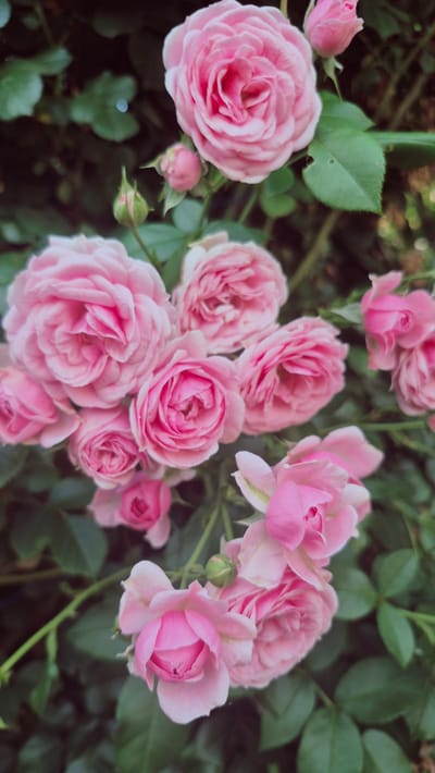 The image is a close-up, vertically oriented photograph of a cluster of pink roses in bloom, set against a backdrop of dark green foliage. The roses are of varying stages of opening, with some buds and fully bloomed flowers. The petals are a soft pink, with some showing darker pink hues in the center. The lighting appears to be natural, creating soft shadows and highlighting the delicate texture of the petals. There are no people or man-made structures visible in the image. The scene is likely an outdoor garden or natural setting. The image does not provide any specific visual cues to indicate its location within the city of Troițcoe, Moldova.